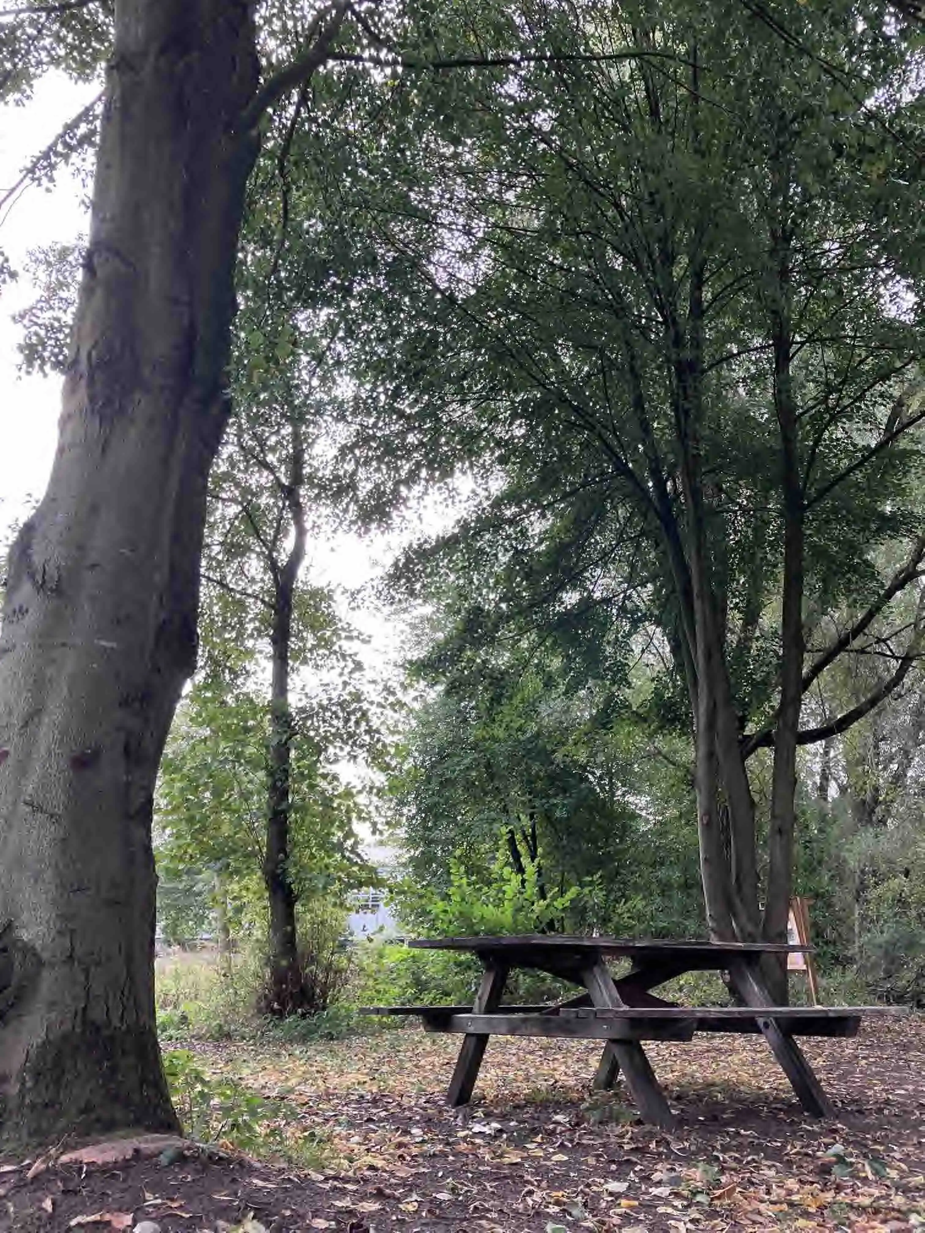 Streuobstwiese 2025.jpg