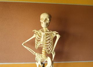 Menschliches Skelett